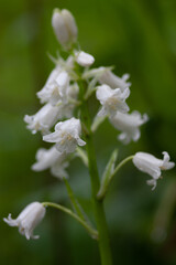 close up of white flower
