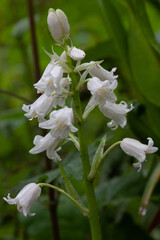 Rare white blue bell