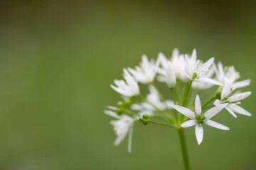 white flowers in the garden