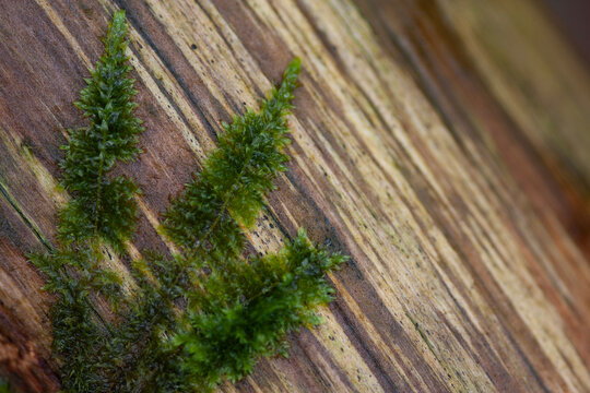 Moss on wood
