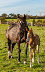 Obraz premium A young foal and its mum in a field in Anglesey