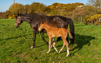 A young foal and its mum in a field in Anglesey