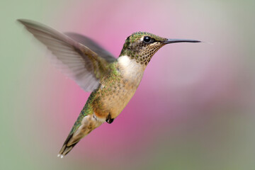 Juvenile Ruby-throated Hummingbird (archilochus colubris) in flight with flowers in the background