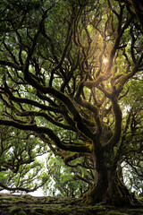 Sunlight shining through the canopy of a huge, mystical looking, green, mossy Eldar laurel tree in the laurel forest. Fanal Forest, Madeira Island, Portugal, Europe.
