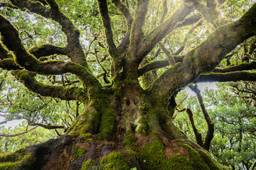 Low angle view of a huge trunk of a mystical looking green mossy Eldar laurel tree in laurel forest. Fanal forest, Madeira Island, Portugal, Europe.