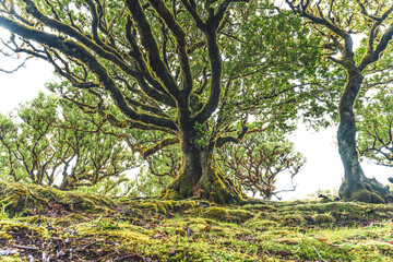 Low angle view of moss covered forest floor with a huge mystic looking green mossy Eldar laurel tree in laurel forest. Fanal forest, Madeira Island, Portugal, Europe.