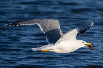 Fototapeta na wymiar Larus michahellis is a mediterranean seagull common in aiguamolls emporda girona spain