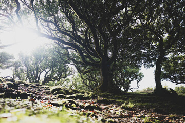 Low angle view of sunlight hitting forest floor and shining through huge green mossy Eldar laurel tree in laurel forest. Fanal forest, Madeira Island, Portugal, Europe.