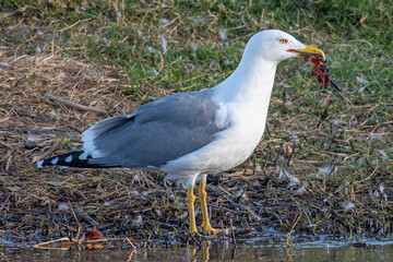 Larus michahellis is a mediterranean seagull common in aiguamolls emporda girona spain