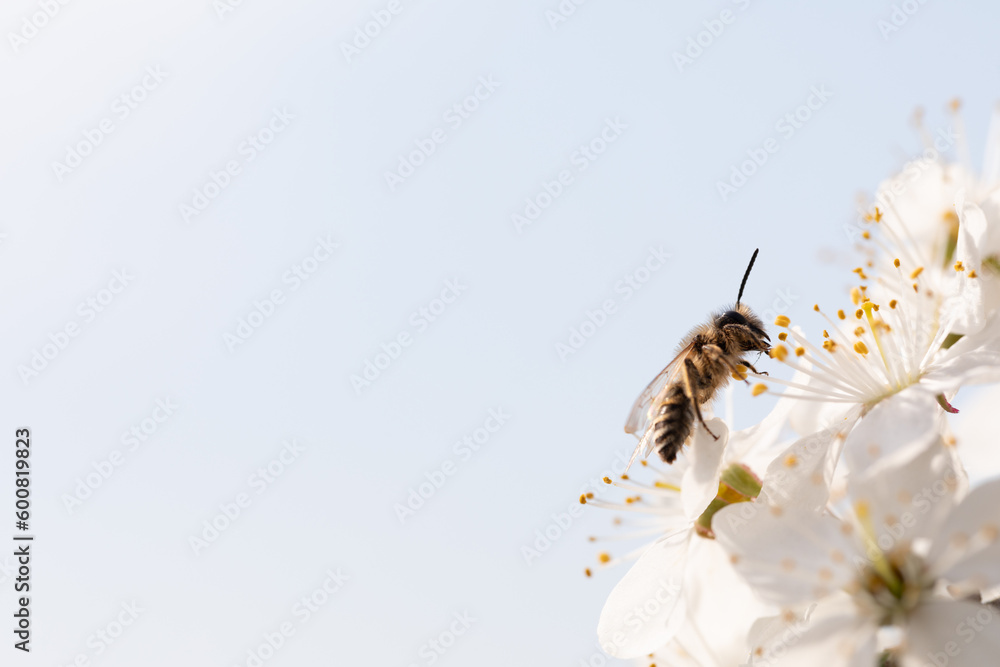 Wall mural pollination in progress: a bee on a fruit tree flower