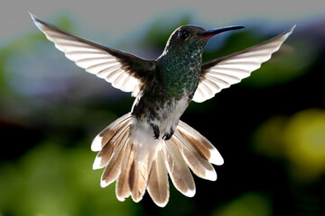 hummingbird in flight © Mrio
