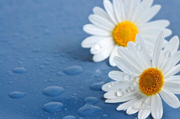 Fototapeta na wymiar White daisy flowers close up with water drops