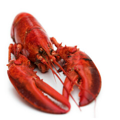 Simple composition of a lobster on white - shallow dof