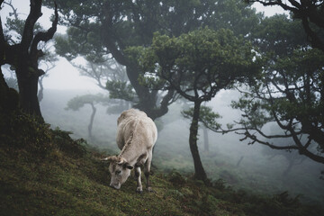 White cow grazing on wet grassy hill in mystic misty forest with huge laurel trees Fanal Forest, Madeira Island, Portugal, Europe.