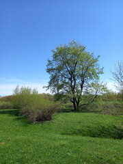 Obraz premium Idyllic landscape with a green tree against a blue sky in early spring on a sunny day