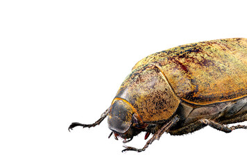 A sugarcane white grub or Lepidiota stigma seen from the side