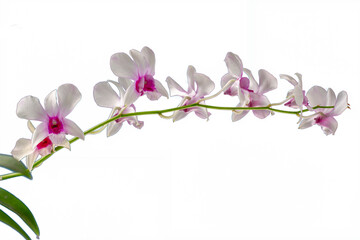 Fototapeta na wymiar Dendrobioum nobile orchid in bloom
