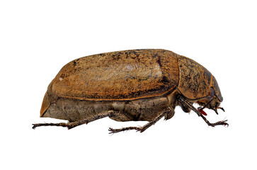 The whole body of A sugarcane white grub or Lepidiota stigma seen from the side