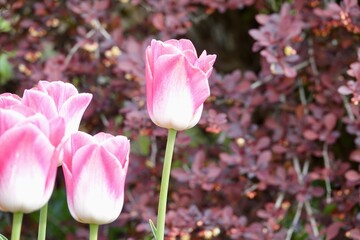 Detail of flowering pink and white tulips of the Dynasty variety. Beautifully blooming flowers, spring concept. High quality photo