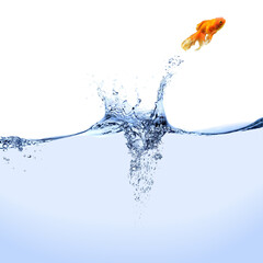 A goldfish jumping out of the water.