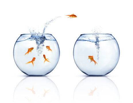 A goldfishes jumping out of fishbowl to other fishbowl. White background.