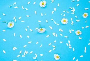 Daisy Flowers Concept Photo, Üsküdar Istanbul, Turkey (Turkiye)