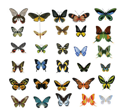 many multicolored butterflies on a white background