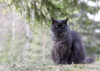 Naklejka na ściany i meble Norwegian forest cat male sitting in shadow on a warm springlike day 