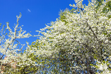 lush white blossoming cherry tree in city park on sunny spring day