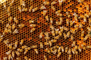 Sweet Harvest: Honeycomb Texture of Beeswax