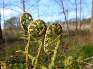 close up of fern in spring