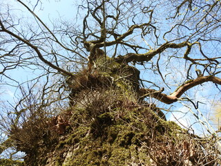 very old twisted oak tree
