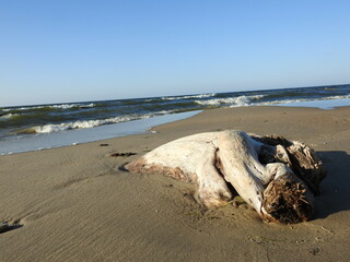dead tree on the baltic sea shore
