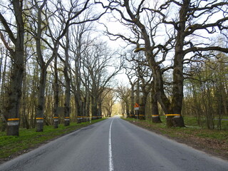 old prussian road with the oak trees by the two sides
