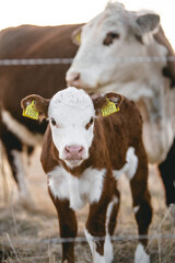 Calf curiously looking in Regenerative Agriculture Springtime Pasture