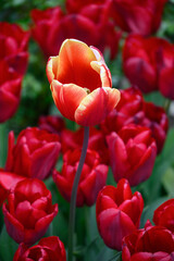 Rote Tulpen im Garten