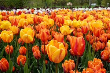 A bed of flowering orange, red and yellow tulips of the Princess Irene, Aafke and Ballerina varietis. Beautifully blooming flowers, spring concept. High quality photo