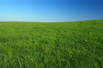 Wide open green grass field with clear blue sky.
