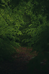 Moody and dark path in the forest.