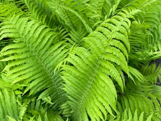 A closeup of the Green fronds on a Lady fern, a species of Athyrium filix-femina, found in Ukraine. Tropical green leaves background, eco concept, ecosystem.