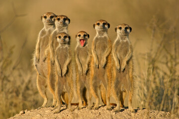 Suricate (meerkat) family, Kalahari, South Africa