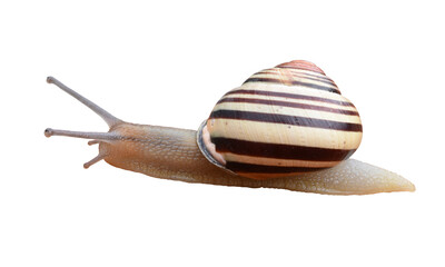 Striped grove snail isolated on the transparent background © abentson