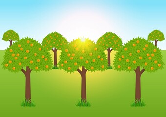 Orange Garden, orange trees. Vector Illustration. 