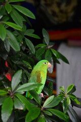 Green bird 