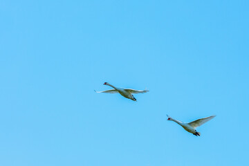 A pair of Mute Swans flying near Reculver, Herne Bay in Kent, England