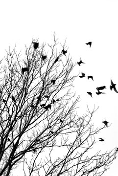 Black and white image of birds flying off a tree
