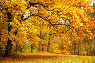 Naklejka premium Autumn / Gold Trees in a park