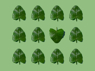 Green leaves and one heart-shaped on a green background, creative spring and summer pattern