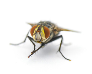 common house fly - tachinid sp - in extreme great macro detail. green body thorax and abdomen, big red eyes isolated on white background front face view