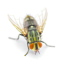 common house fly - tachinid sp - in extreme great macro detail. green body thorax and abdomen, big red eyes isolated on white background top dorsal front view